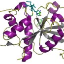 Gluten-Specific Peptidases, Proline-Specific Peptidases(PSPs) 글루텐 분해효소 이미지