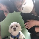 광진 한나동물병원 | 광진구 자양동 준동물병원 치과 스케일링 발치 치은소파술 후기!