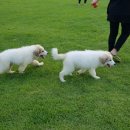 은봉애견 이미지