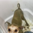 복이네도그살롱 | 복이네도그살롱 부산애견미용 연산동애견미용 강아지피부개선 애견허브팩