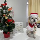 멍냥이네 구멍가게 이미지