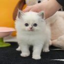 뱅갈냥이 | 양산고양이입양 초보 집사도 미유펫에서 어렵지 않게