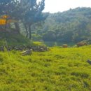 대곡목장 이미지