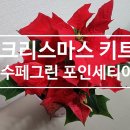 수페그린협동조합 크리스마스 키트 포인세티아 미리 메리크리스마스