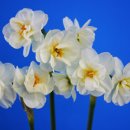 Narcissus cv.‘Cheerfulness’(찌야후루네스) 이미지