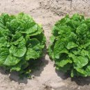 꼬지이야기 이미지