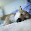 CU 덕적도점 | 국내 여행 애견동반 인천 덕적도 밧지름해변 백패킹 후기!