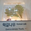 목포자연사박물관 이미지