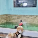 남이섬설3 | [춘천여행] 가평 풀빌라 남이섬 설리조트 독채 100평 애견동반 내돈내산 솔직 후기