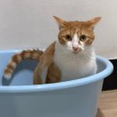 골프존파크매촌나이스스크린 | 고양이와 함께한 명절나기(feat.지방러) 서울에서 고령(대가야, 야로) 까지 머나먼 여정