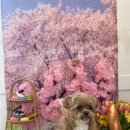 월 스트리트 애견유치원 이미지