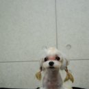 블링펫샬롱