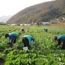 새마을 농장 이미지