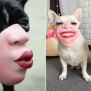 머즐(Muzzle) 이미지