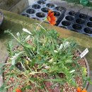 가자니아 이미지