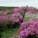 산어울림 산악회2026년 6월7일 전북 남원시 운봉읍 지리산 바래봉(1,165m) 정기산행 이미지