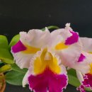 C.Patchara Fancy파차라펜시 이미지