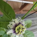 손불농장 이미지