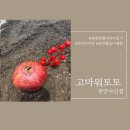 토토흙이야기 | 육아맘,워킹맘 강력추천! 보석 같은 석류 체험 고마워토토 천안아산점 분리수업 리얼 후기