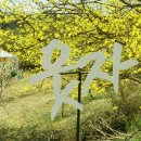 산수유 연인의길 네이버블로그