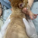 고양이무마취미용 무냥무냥 대구점 이미지