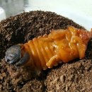 동해곤충농장 이미지