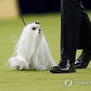 Dog&dog 이미지