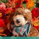 놀러오개 애견유치원 애견호텔 수원세류점 이미지