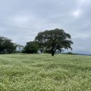 또 와흘 이미지