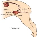 이루다 동물병원 이미지