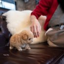 토이파티 이미지