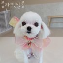 름자펫살롱 이미지