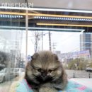 에바다애견 이미지