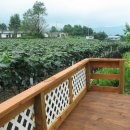 포도밭 옆 펜션 이미지