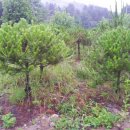 오팔농장2농장 이미지