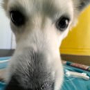 댕댕놀이터 아라점 이미지