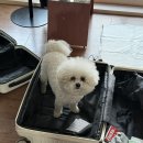 클래식 기타(야) | 🐻🐰札幌❄️☃️