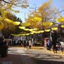 원도심 은행나무 이미지