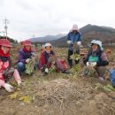 지리산약초 이미지