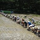 현충사관리소, ‘이충무공 묘소 위토(位土) 전통 모내기 체험 행사’ 개최 이미지