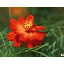 꽃들펜션 이미지