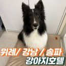 강아지를부탁해(돌봄) | 위례 강아지호텔: 우리 반려견에게 최고의 휴가를 선물하세요!