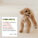 펫바이블 이미지