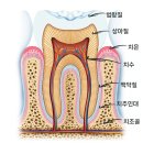서울오라클치과병원 네이버블로그