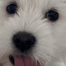 꼬망스펫 이미지