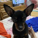 뚱강아지 이미지