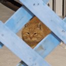 카우글램핑 | 경남 사천 비토섬 오션뷰 글램핑 경남 근교 애견 동반 숙소 카우글램핑 &amp; 펜션 추천