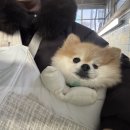 곱디곱개 이미지