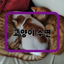 꿀잠 이미지