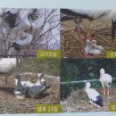 황새가족과 황새알 이미지